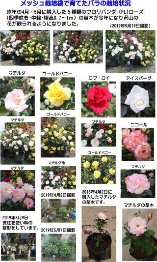 メッシュ栽培袋でバラ栽培